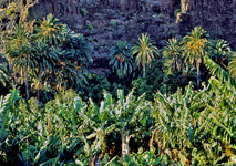 Photo La Gomera - Palmen und Bananen